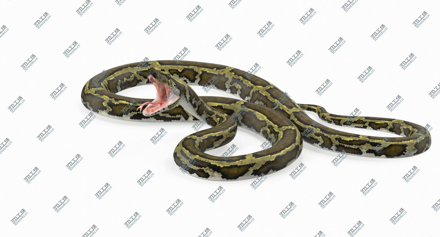 images/goods_img/2021040163/Green Python Snake Attack Pose 3D Model 3D model/3.jpg